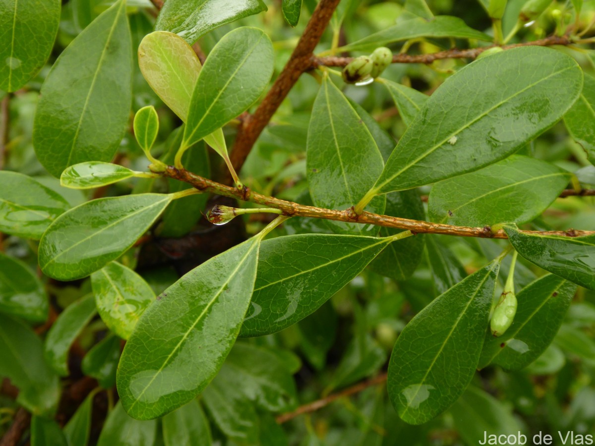 Erythroxylum monogynum Roxb.